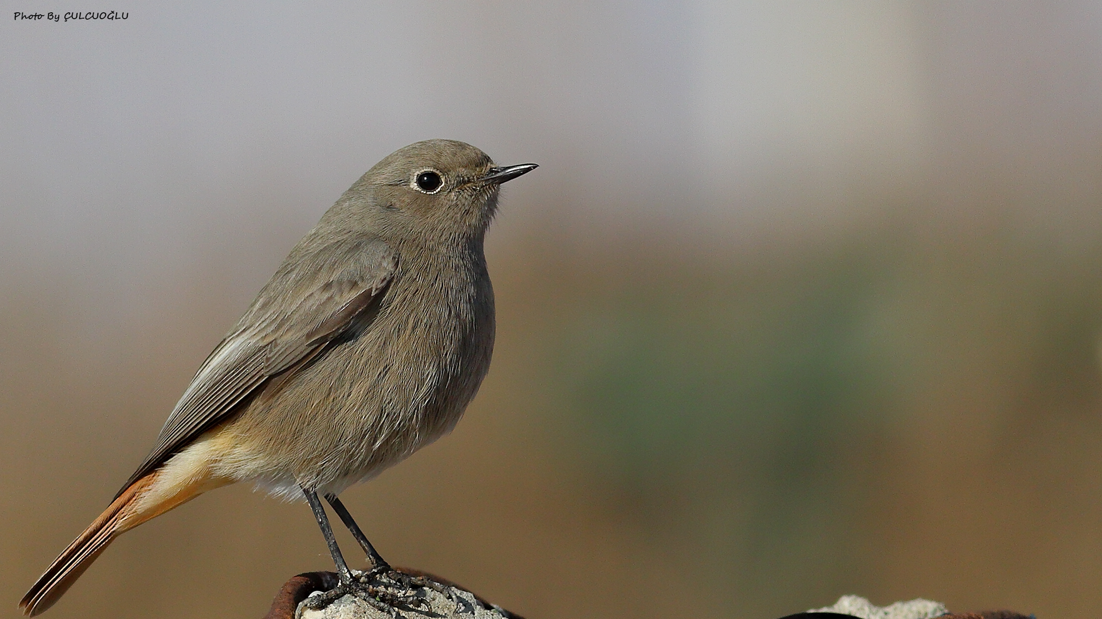 Black Redstart